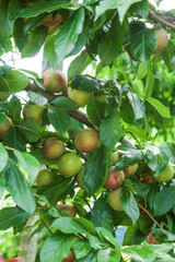 Ripe Plums Growing on Tree Branch with Green Leaves in Orchard