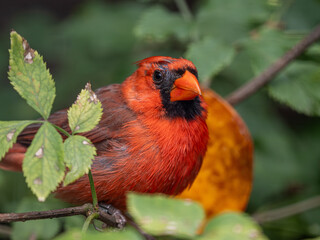 Roter Kardinal