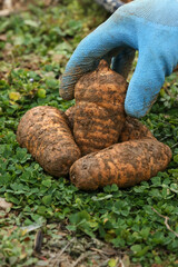Fresh Harvested Potatoes in Garden Soil with Blue Gardening Glove