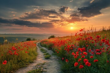 landscape with nice sunset over poppy field . High quality photo. MZ 
