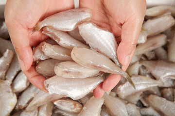 Fresh Raw Fish Fillets in Hands at Seafood Market Ready for Cooking