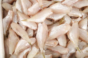 Fresh Raw Ratfish Fillets Wild Caught Seafood Cooking Ingredients