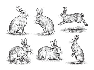 Vintage engraving illustration of rabbits in different poses, black and white hand drawn style