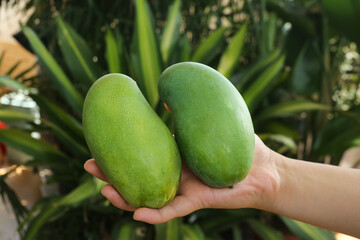 Fresh Green Mangoes in Hand with Tropical Palm Background