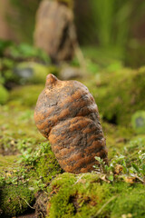 Wild Tianma Mushroom Freshly Picked from Forest Floor in Xiaocaoba Zhaotong China
