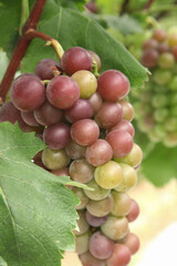 Purple and green grapes ripening on vine in vineyard during harvest season