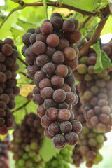 Purple Grapes Ready for Harvest in Xinjiang Vineyard China