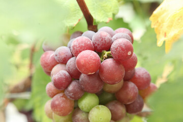 Ripe Grapes on Vine Ready for Harvest in New Zealand Vineyard