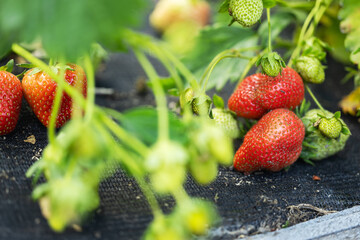 Strawberry plant bearing fruits, showing ripe red and unripe green strawberries,