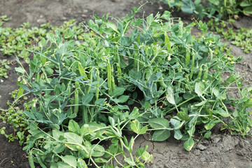 Ripe green pea pods in the garden. Natural and healthy vegetables