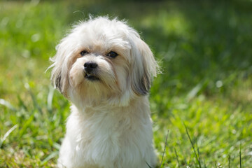 Young maltese dog in a meadow