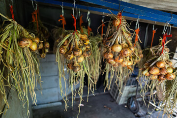Drying Onions Hanging from Greenhouse Roof in Close Up