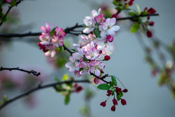 Close-up of blooming pink and white crabapple flowers on a branch with a soft neutral background. Spring floral macro photography with shallow depth of field.