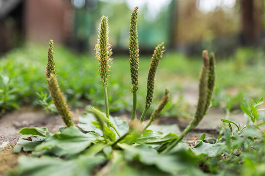 Plantago major bush of broadleaf plantain with rosette of basal leaves and leafless, inconspicuous flower stalks