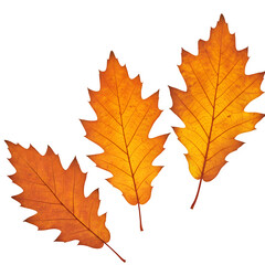 Photorealistic Autumn Oak Leaves in Warm Tones, isolated on white or transparent background, PNG format.