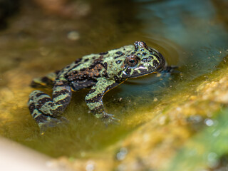 Frosch