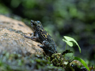 Frosch