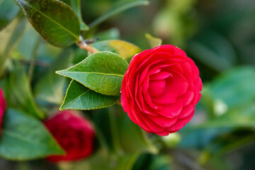 Bright red camellia flower in sharp focus with green foliage in the background, photographed in a garden setting.