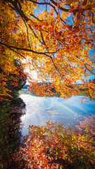 Peaceful mesmerizing atmosphere at lake with colorful autumn tree leaeves, flue sky and forest at sunny day