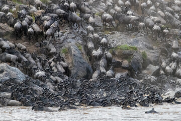Thousand of wildebeests scramble out of the Mara River, annual Great Migration. Every year approximately one and a half million wildebeest make this treacherous journey between Tanzania and Kenya