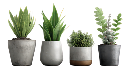 Collection of Small Potted Succulents and Plants with Grey Concrete Pots on Black Background