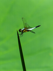 Fototapeta premium dragonfly resting on a leaf