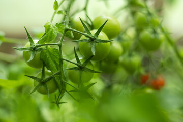 Fresh green tomato. Tomato plant and leaves