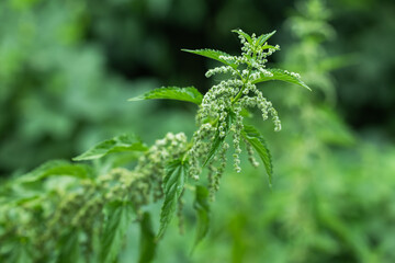 Nettle with fluffy green leaves. Background Plant nettle grows in the ground. Nettle on a natural background