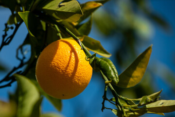 Close-up of a single ripe orange on a branch with green leaves against a clear blue sky,...