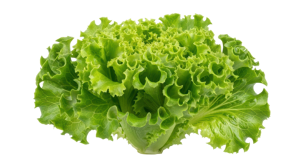 Isolated Head of Green Leaf Lettuce