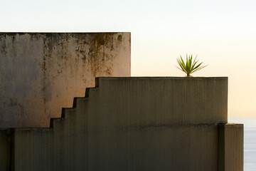 Minimalist architectural detail with concrete walls, stairs, and a small plant on the Mediterranean coast in Italy. Summer light, clean lines, and geometric shapes