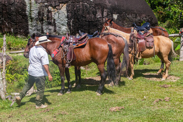 A group of horses and mules prepare for a ride in Colombia