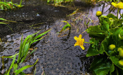 Frog spawn in the water body. Frog eggs in close-up in the water during spring.
