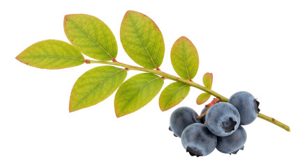 Isolated Blueberries