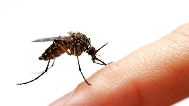 Close up macro shot of a mosquito resting on human skin ready to bite or feeding on blood illustrating insect pest problems and disease vectors Detailed mosquit