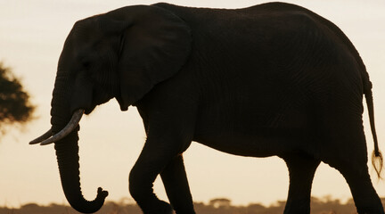 Fototapeta premium Elephant silhouette, standing elegantly, simple background