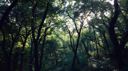 Obraz premium Dense Green Forest with Sunlight Filtering Through Tree Canopy