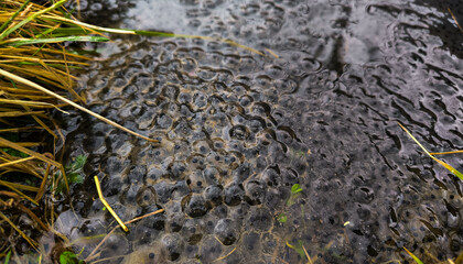 Frog spawn in the water body. Frog eggs in close-up in the water during spring.