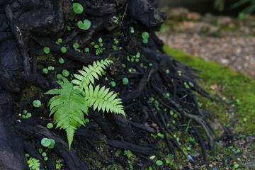Fern seedlings growing on trees