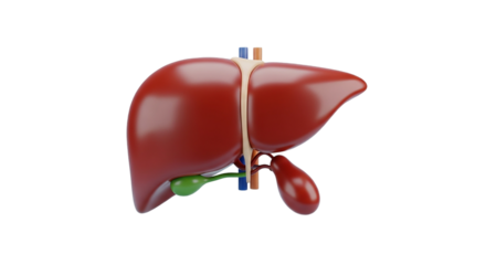 A detailed 3D render of the liver gallbladder and associated vessels showcasing the complexity on transparent background