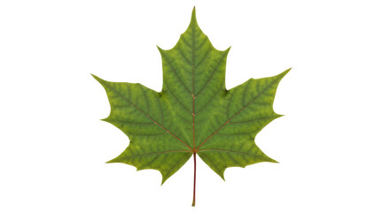 Isolated Maple Leaf