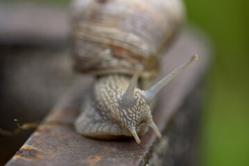 Close-up shot of a snail with detailed shell and body texture