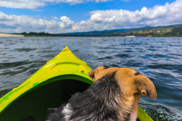A dog in a kayak on the lake. A dog is a man's best friend and a member of the family. Active recreation for the whole family.