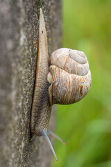 Close-up shot of a snail with detailed shell and body texture