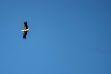 White stork flying high against a clear blue sky, wings spread wide in graceful motion