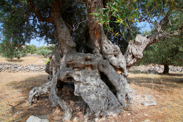Alter Olivenbaum (Olea europaea) Insel Kreta, Griechenland, Europa 