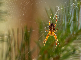 Spinne