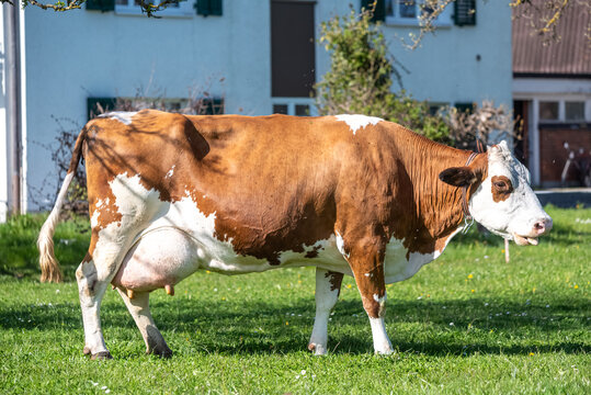 Simmental (Fleckvieh) cow with brown and white markings standing on green pasture near a farmhouse in Switzerland