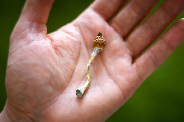 Dried hallucinogenic psilocybin mushroom in man hand. Psychoactive Cubensis Mushroom