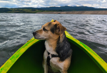 A dog in a kayak on the lake. A dog is a man's best friend and a member of the family. Active recreation for the whole family.
